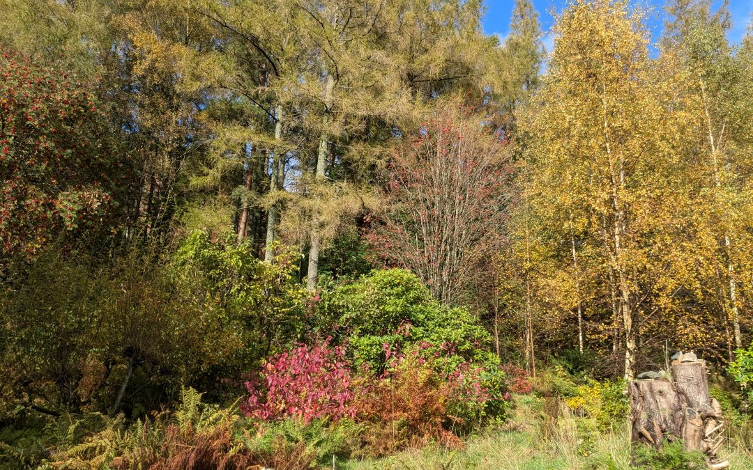 Autumn visitors